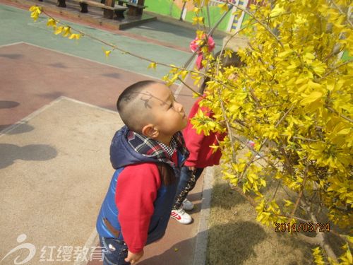 山东潍坊红缨皇家国际幼儿园带孩子感受春天