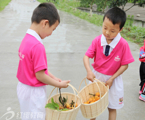 陕西安康红缨高新幼儿园组织“初夏采摘”活动