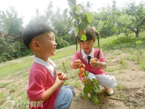 山东潍坊红缨朝霞幼儿园采摘活动